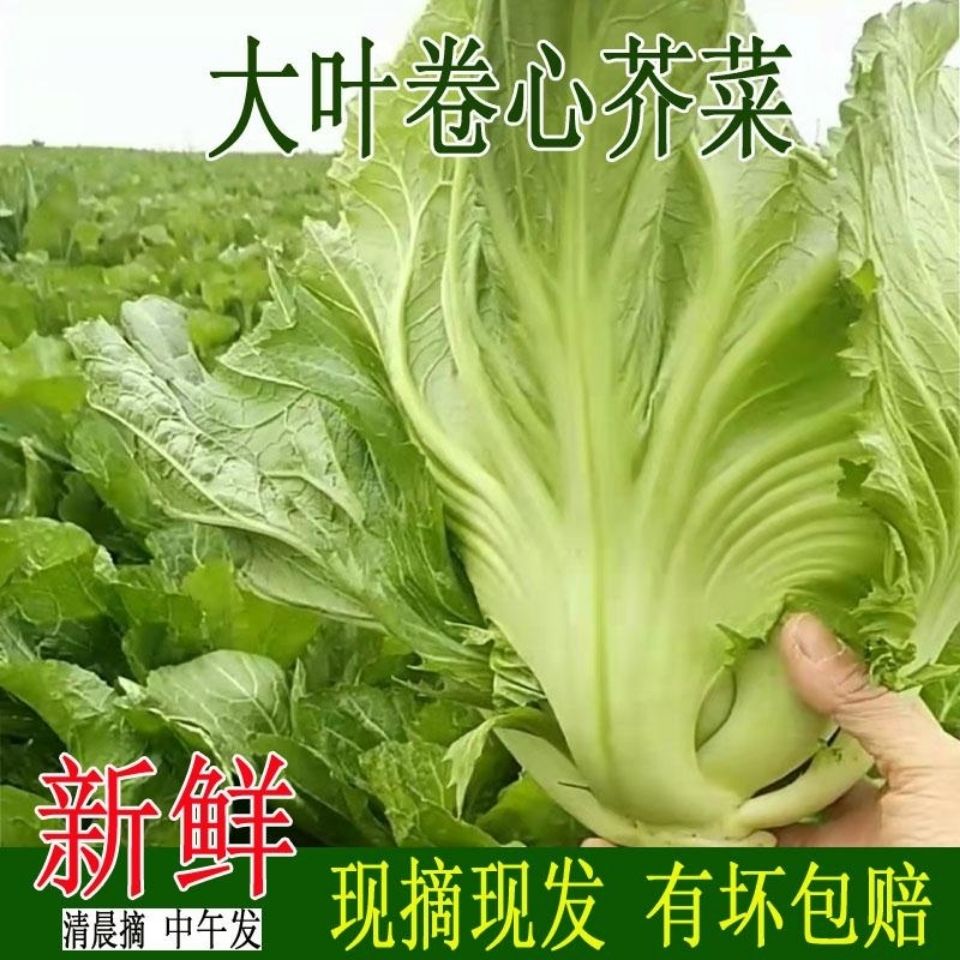 【京东包邮】四川正宗农家芥菜