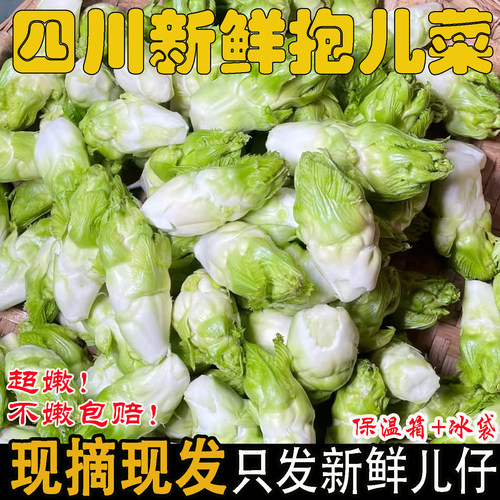 【现摘现发】正宗四川当季儿菜