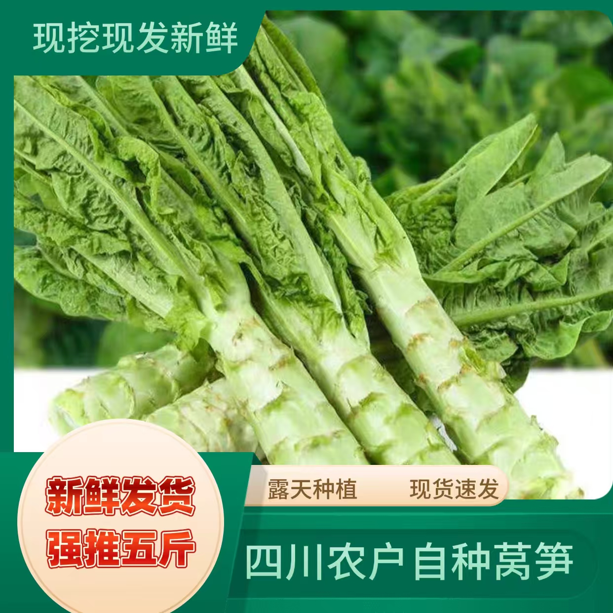 四川农民自种土莴笋香莴青笋尖当季时令新鲜绿色清炒脆莴笋蔬菜