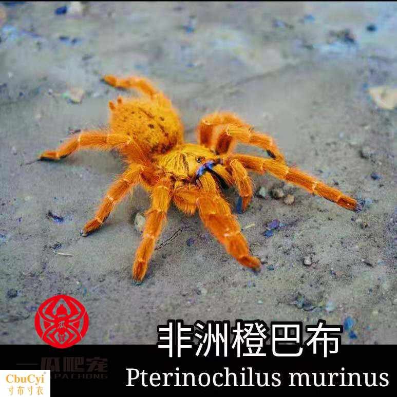非洲橙巴布捕鸟蛛6～7CM亚成体捕鸟蛛c8钢铁烈阳巴布红金色|ruв категории животное/Животное питание и принадлежностей, рептилии/насекомых и принадлежностей, паук - от Buy2taobao.com для оказания профессиональной услуги покупки агента Taobao
