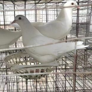 鸽子一对肉鸽原配下蛋种鸽落地王白羽王便宜繁殖青年宠物