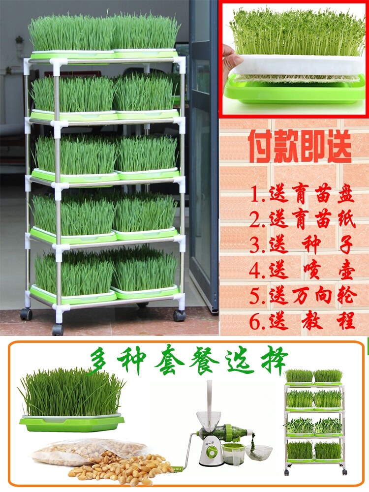 豌豆尖种植盆绿豆芽发芽豆苗无土栽培托盘育苗盘芽苗菜水培蔬菜盆