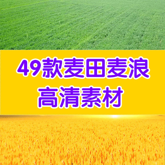 唯美麦田麦浪视频素材led大屏素材农业视频素材农作物视频素材图片