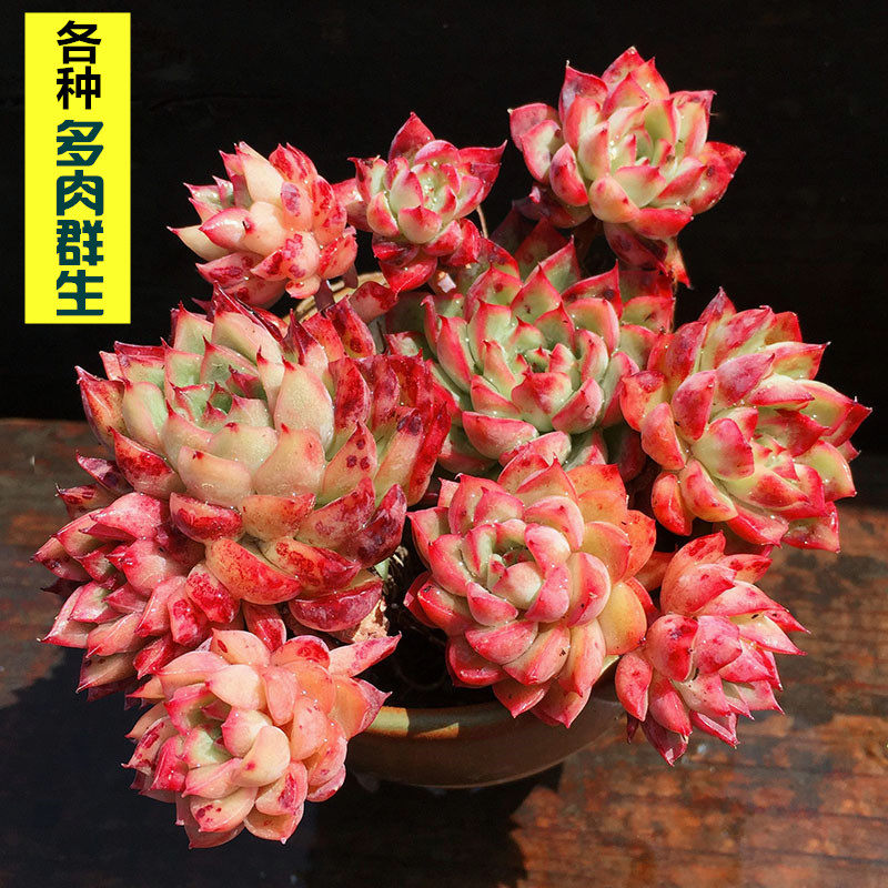 Succulent Long Master Ruby Snowshoe Moon Shadow Blue Bean Bear Boy Plum blossom Full tidein the Flower delivery/Flowers simulation/Plants gardening , Flowers/Potted plants (New) , Succulents  category - from Buy2taobao.com to provide professional Taobao agent buy service