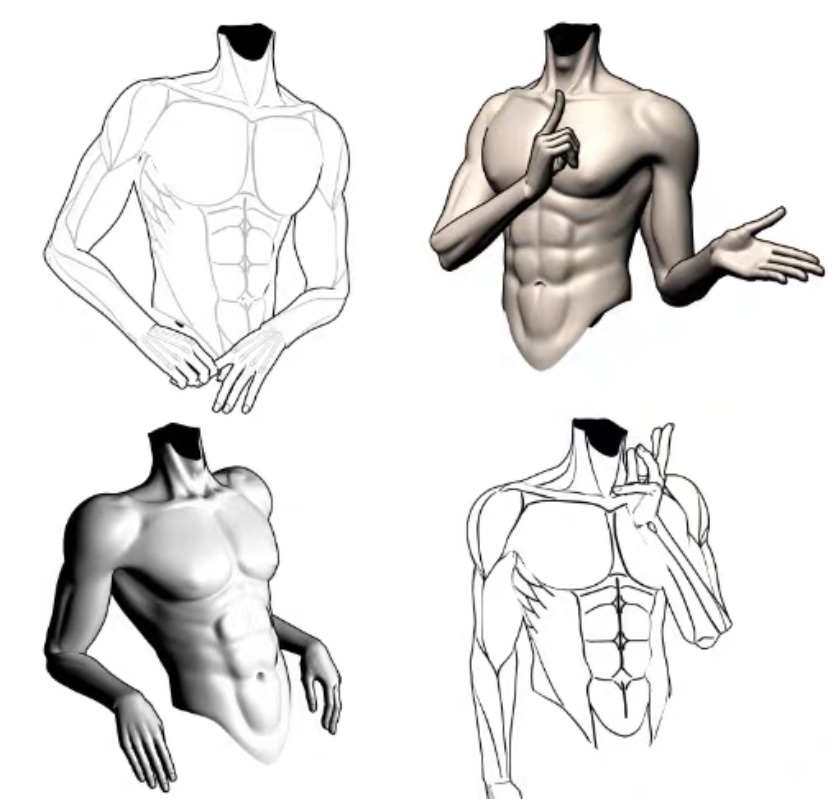 【csp模型】绘画男性躯干 3d模型，可以变换角度放大缩小