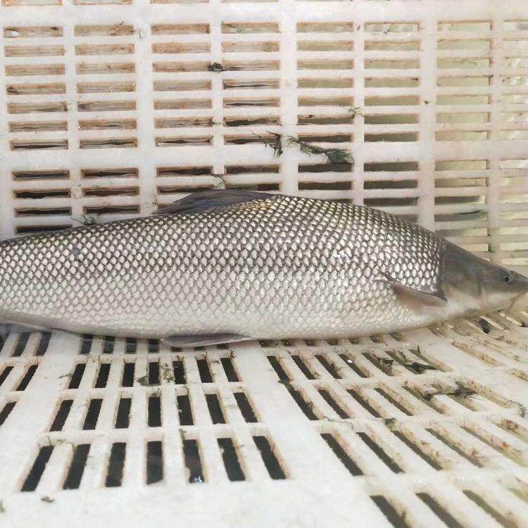 重庆渔场直发 淡水银鳕鱼苗活体大鳞鲃鱼苗雪鱼苗高档鱼苗活体