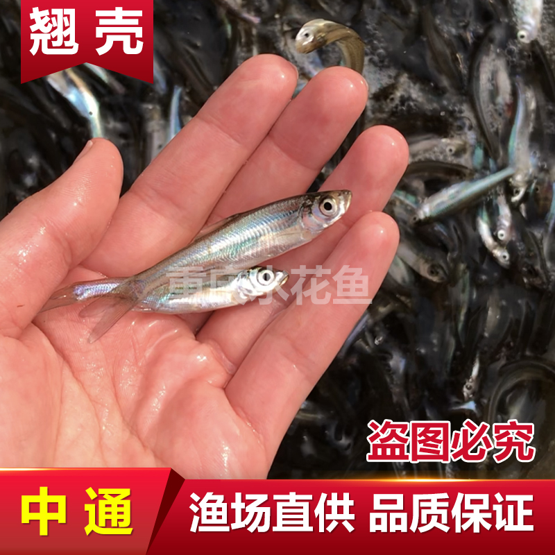 翘嘴鱼苗大淡水白条鱼苗鲌白鱼苗鱼翘壳撅嘴鱼苗淡水