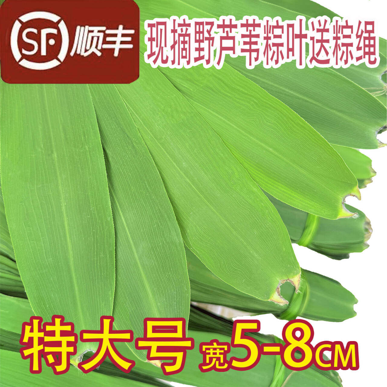 新鲜粽叶现摘野芦苇叶 湖北新鲜芦苇叶大粽子叶3斤加冰发货