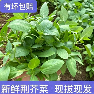 新鲜荆芥菜河南特产现摘现发带根大叶荆芥茎芥调味菜冰鲜蔬菜包邮
