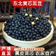 东北黄心黑豆小粒黑豆生豆芽专用黑豆泡醋老品种磨豆浆豆五谷杂粮