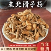 东北干滑子菇黄蘑菇干货菌菇无根肉厚非野生小鸡炖蘑菇口感嫩滑