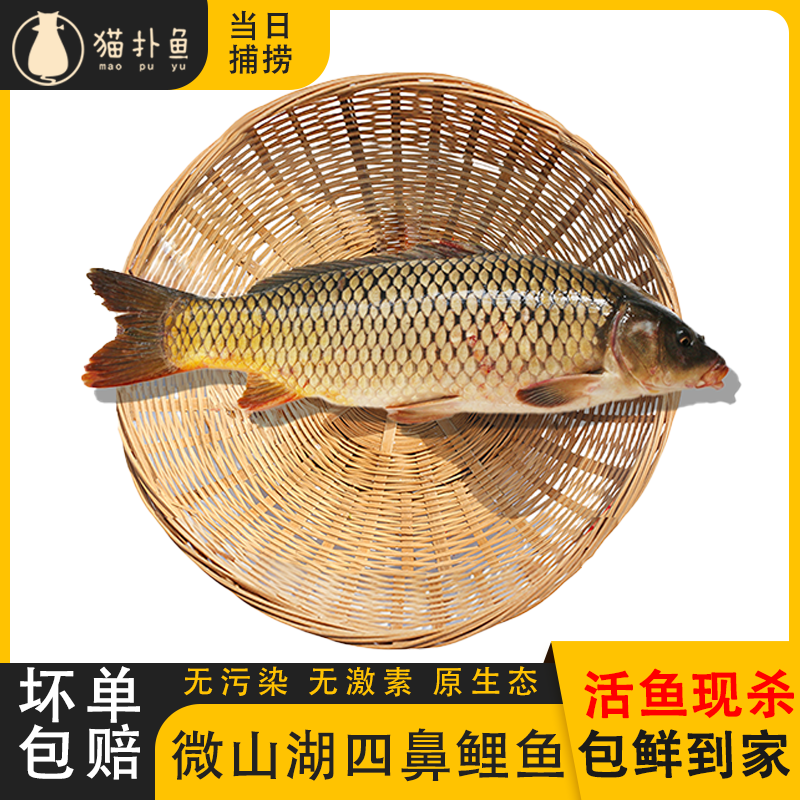 【现杀鲤鱼】正宗新鲜四鼻大鲤鱼