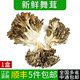 包邮 新鲜舞茸150g 江浙沪5盒 盒 新鲜真菌灰树花日本舞茸菌舞茸茶