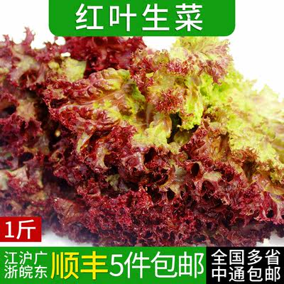 新鲜红叶生菜500g蔬菜沙拉食材