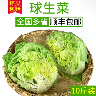 汉堡用球生菜10斤装 包邮 西餐新鲜蔬菜沙拉食材结球形圆型西生菜