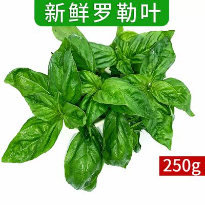 绿食者 罗勒叶250g 新鲜蔬菜西餐欧罗可食用香料青酱调料 5件包邮