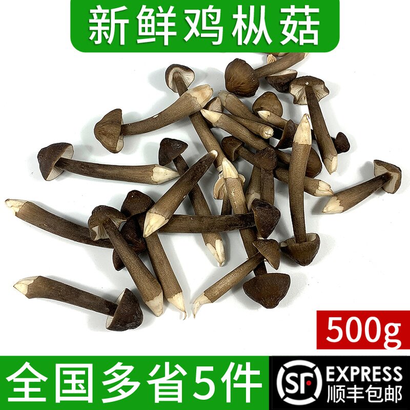 黑皮鸡枞菌500g新鲜菌菇长根蘑菇野生荔枝菌鸡棕菇野生蘑菇煲汤_虎窝淘