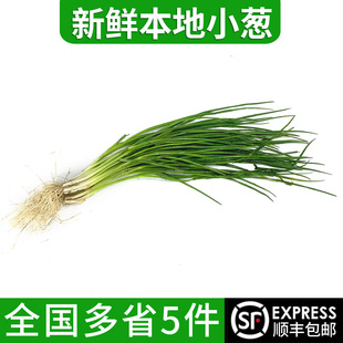 本地小葱250g 香葱新鲜蔬菜时鲜蔬菜江浙沪皖5件包邮