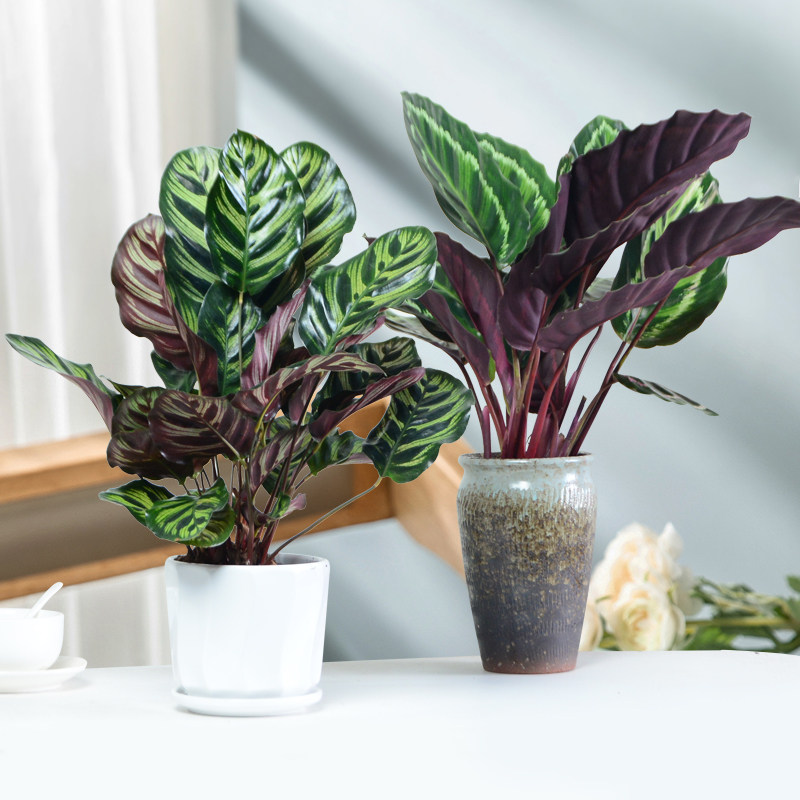 孔雀美丽彩虹竹芋盆栽花卉办公室内好养植物净化空气客厅桌面绿植