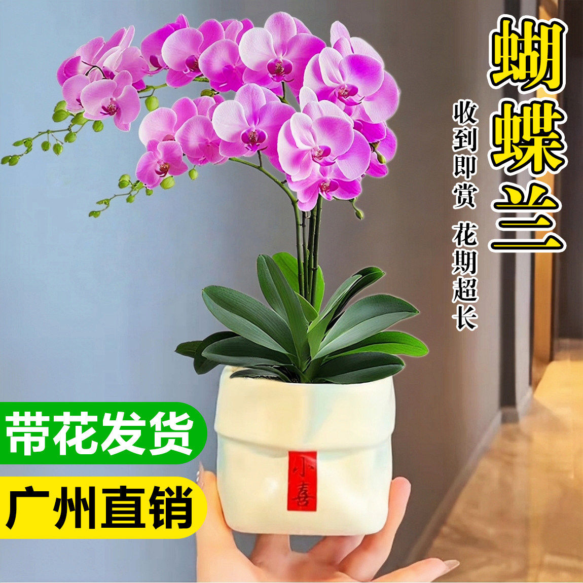 蝴蝶兰带花盆栽办公室内桌面鲜花盆景客厅真花卉兰花大苗四季好养