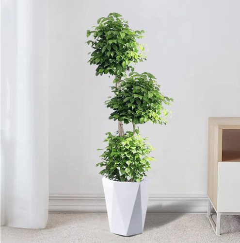 锦丹幸福树绿宝客厅大型植物