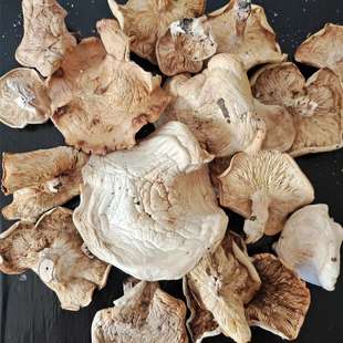 坝上草原大白蘑 正宗草原野生口蘑食用农产品菌类散货 干货白银盘