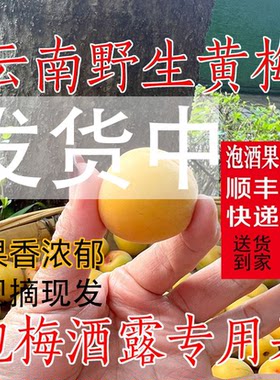 云南高山野生小黄梅鲜果泡酒