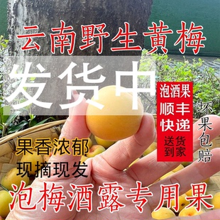云南高山野生小黄梅鲜果新鲜泡酒梅子露酸梅子泡酒露果香浓郁