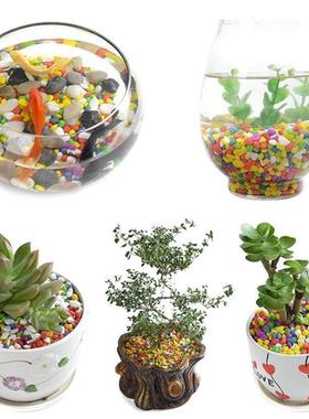 on the new succulent ornamental pebbles pot plant pavement