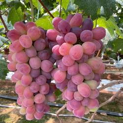 马陆葡萄优质浪漫红颜礼盒装当季新鲜水果皮薄大颗粒现摘现发顺丰