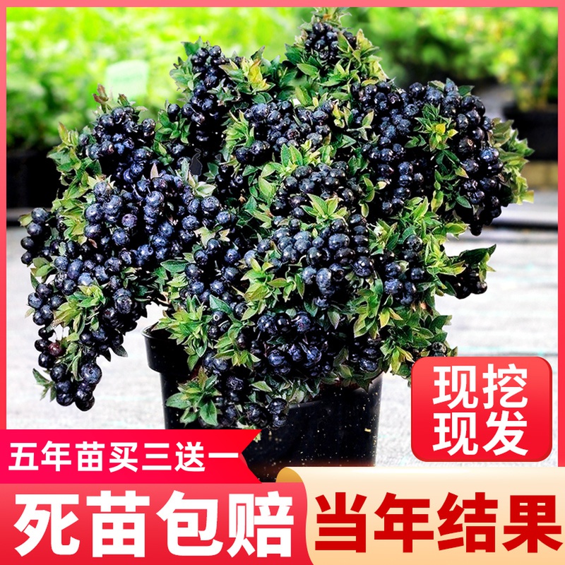蓝莓苗盆栽地栽南方北方四季带果种植特大蓝莓树苗果苗当年结果