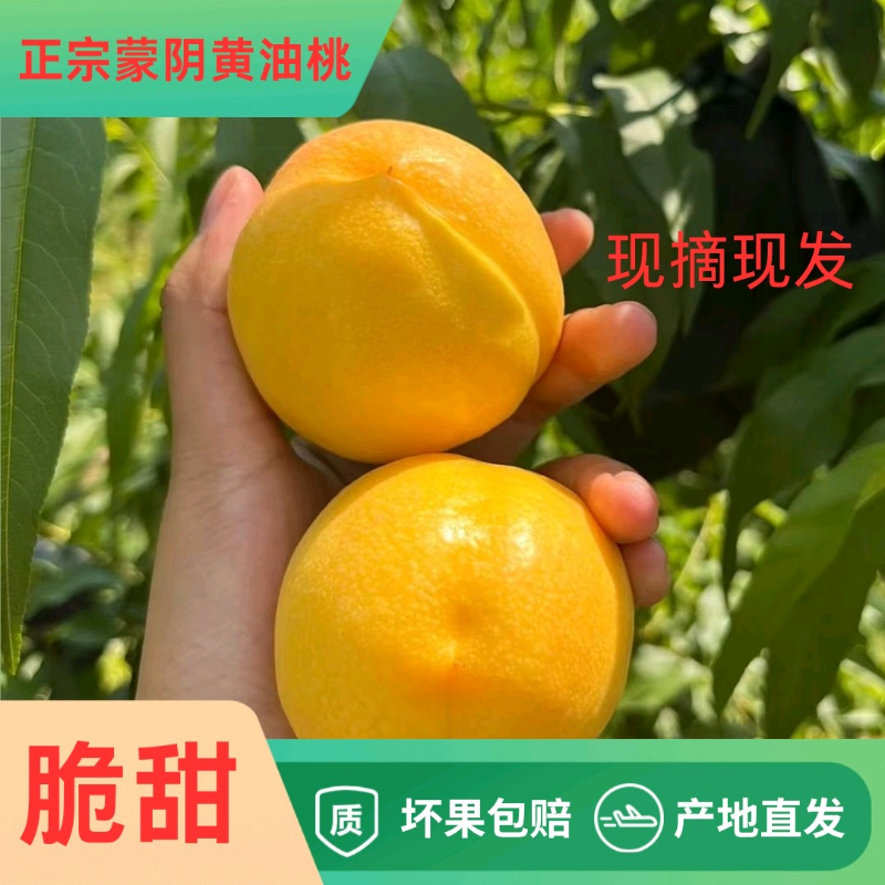 正宗蒙阴蜜桃芒果黄油桃现货现摘现发脆甜可放软甜农家黄油桃孕妇