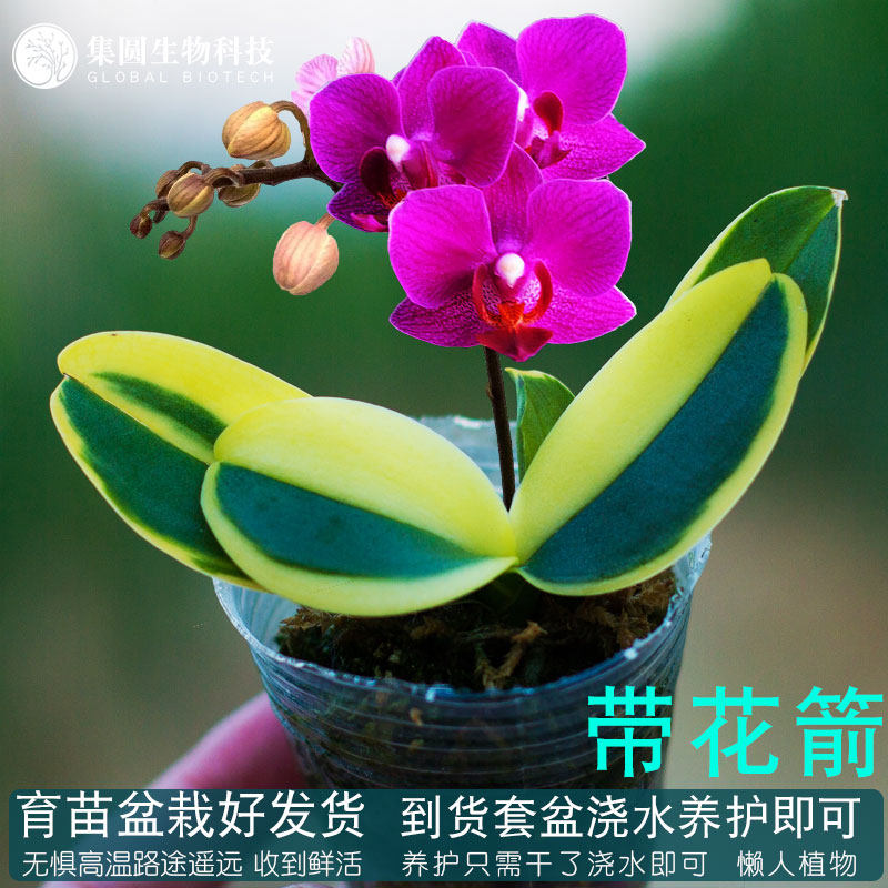 蝴蝶兰迷你金边兰花盆栽矮种金叶咖啡带花苞名贵花卉植物花苗绿植 集圆生物科技 淘优券
