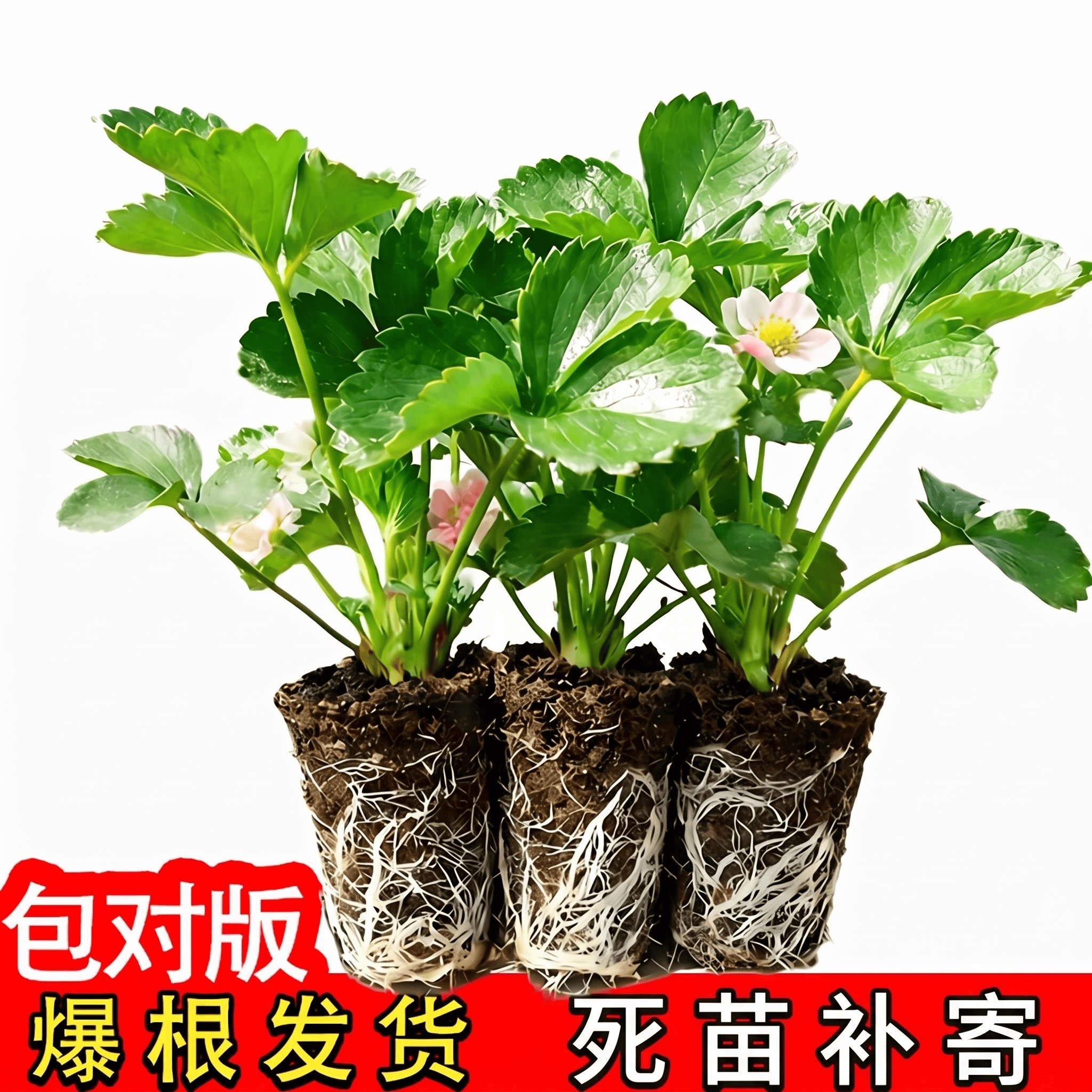 四季奶油草莓盆栽阳台庭院红颜秧苗种植果树当年结果新手推荐树苗