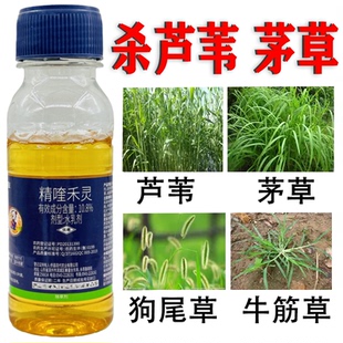 精喹禾灵大豆魔芋芦苇花生茅草专用除草剂精奎禾灵乳油除草烂根剂