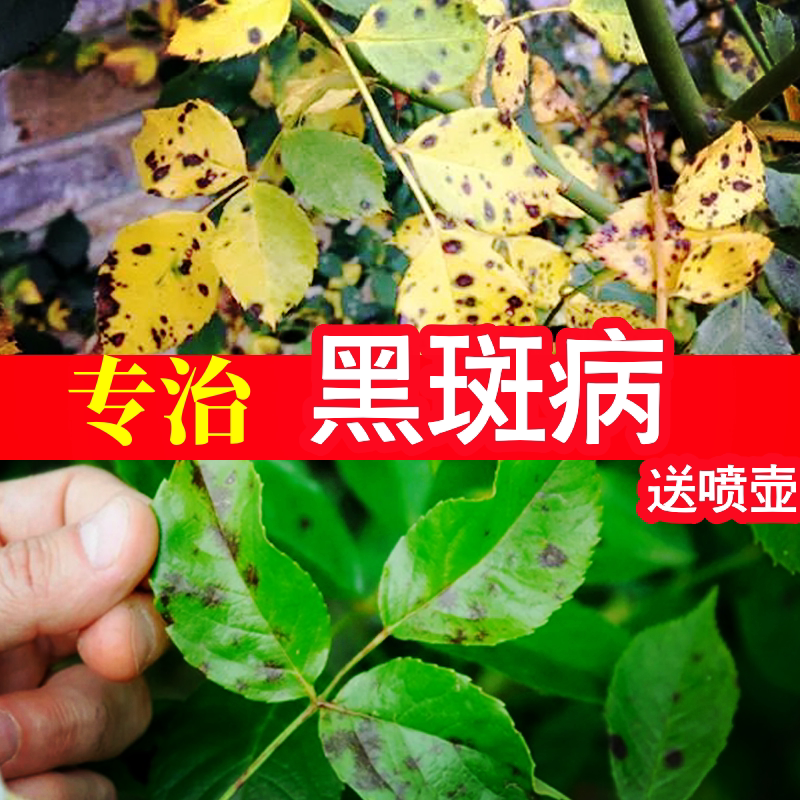 多肉白粉病药月季花黑斑病专用药草莓杀菌剂烟煤病常用药克星绣球