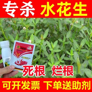 专杀水花生烂根连根除革命草莲子草水葫芦专用克星除草剂农药包邮