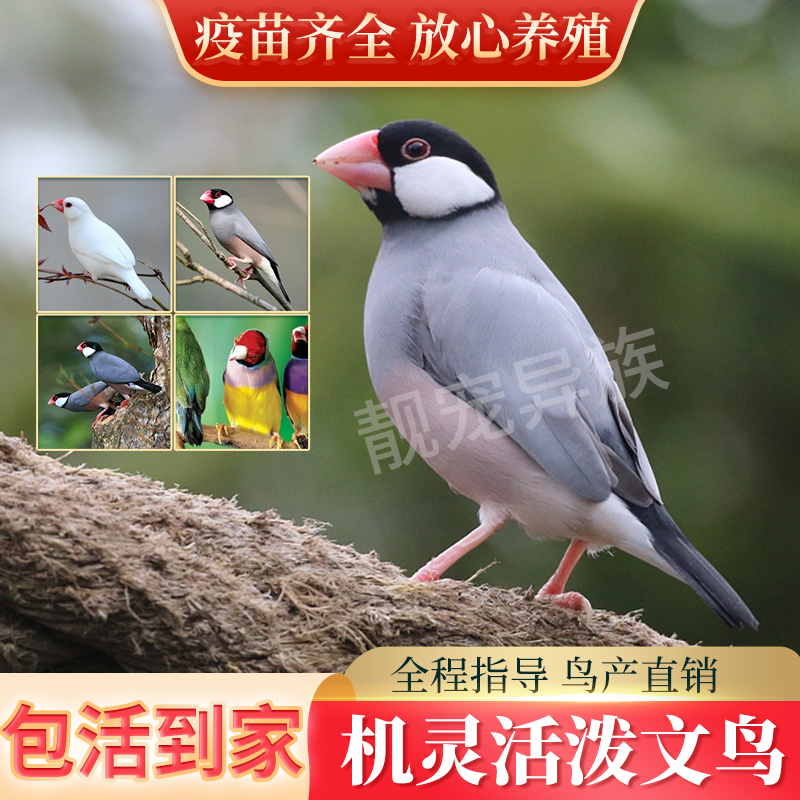 活物上手亲人驼色促销包邮珍珠鸟