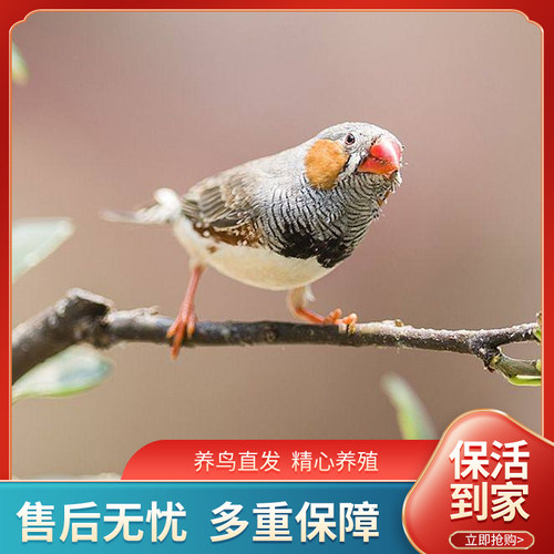 靓宠异族珍珠鸟包邮包活
