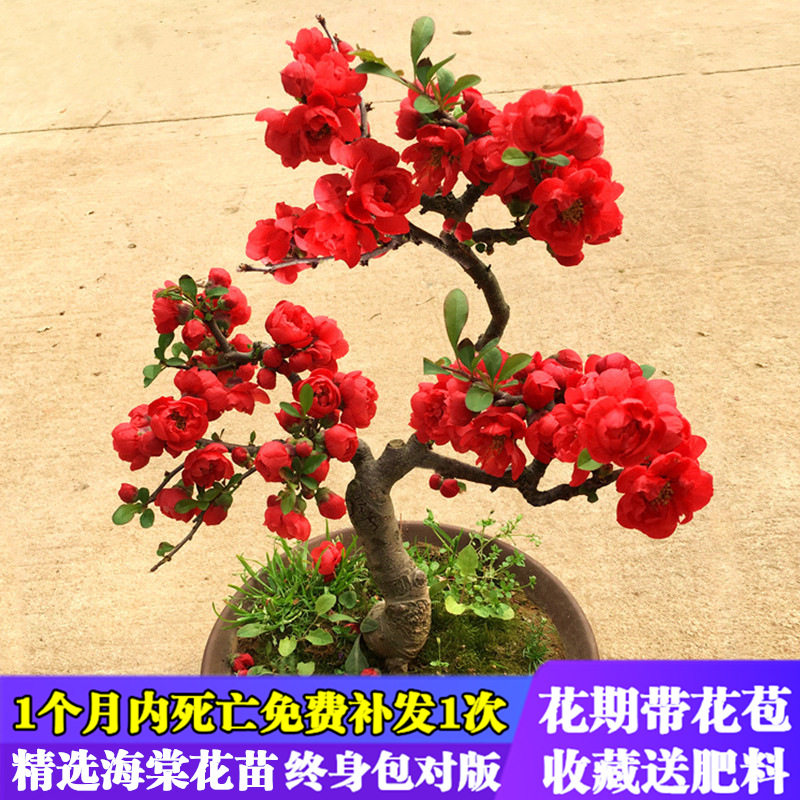 盆景老桩阳台植物海棠花苗