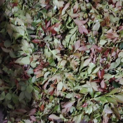 2026新鲜采摘嫩叶乌米饭野生乌饭叶南烛叶乌饭草头乌米粽江浙沪包