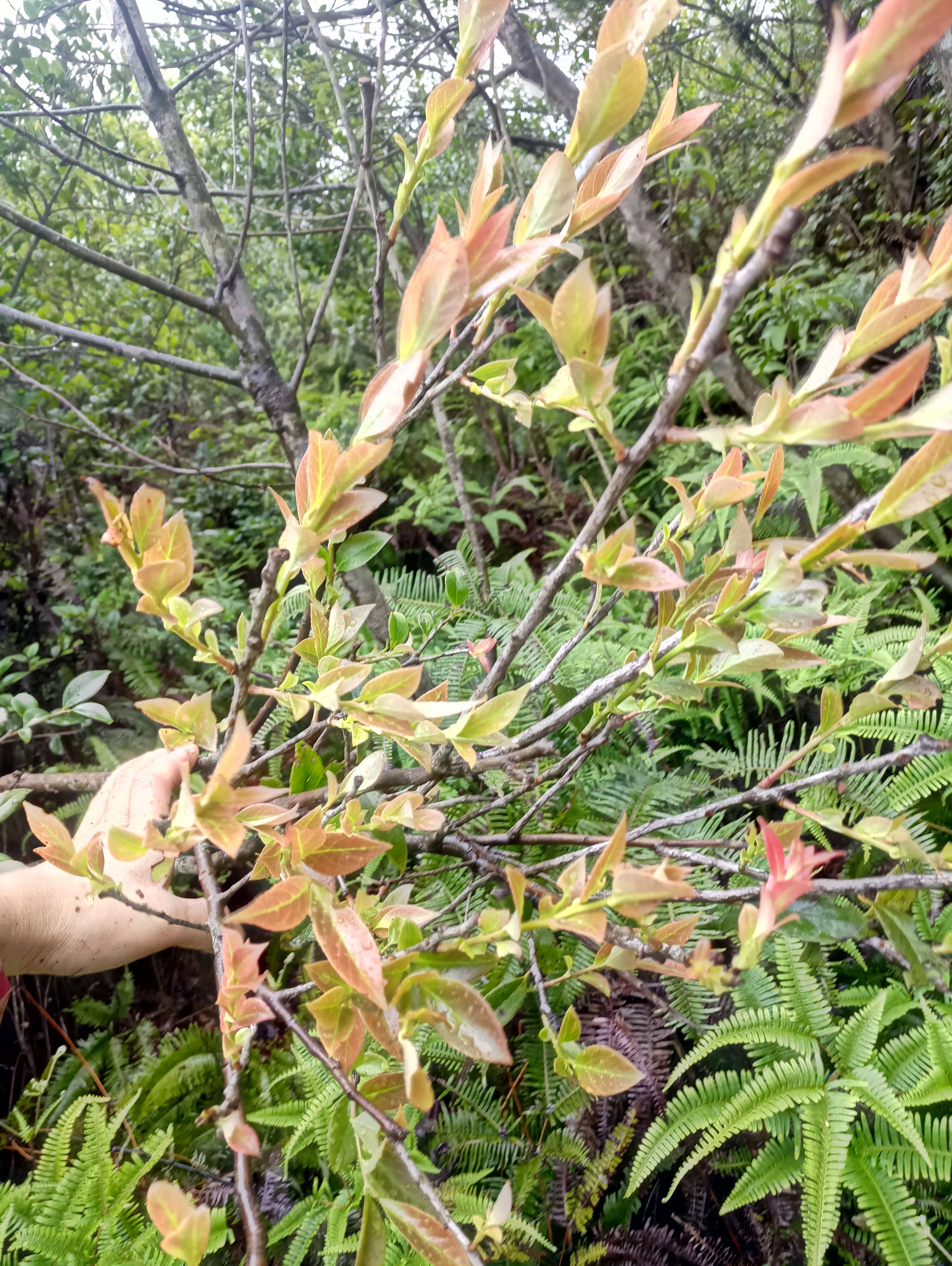 新鲜南烛叶乌米叶乌米粽叶子原料黑麻糍这款是嫩叶链接一斤的价格