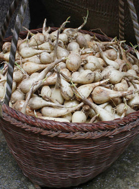 农家种植教头新鲜泡菜腌制