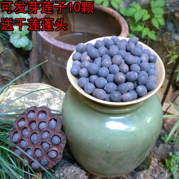 可发芽10颗!天然种植铁莲蓬莲子干莲子种子铁莲子干莲心红莲包邮