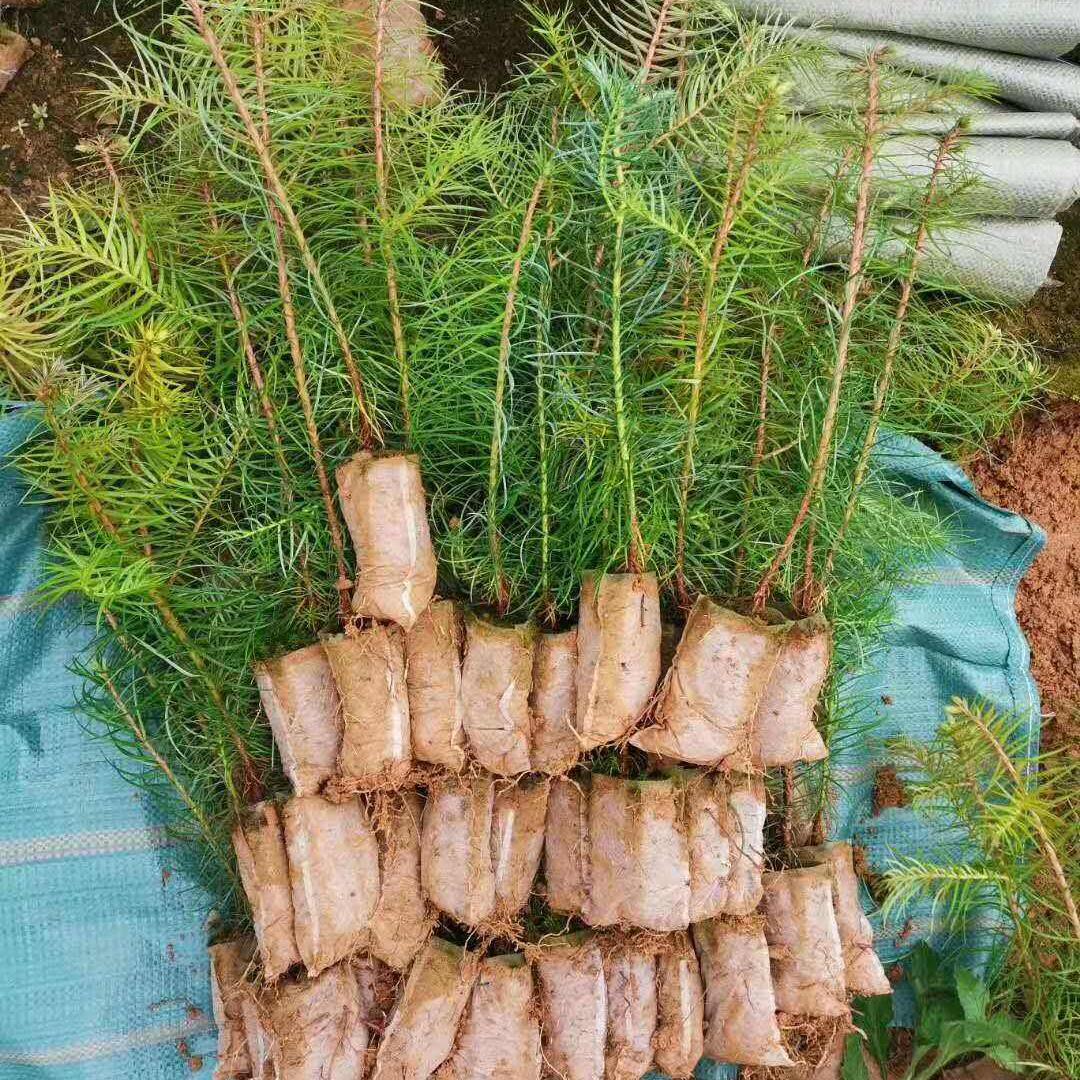 良种杉木苗杯苗速生杉树苗红心杉刺杉造林杉木苗带杯