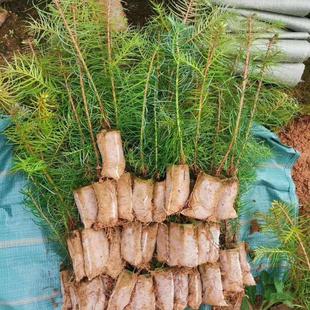 良种杉木苗杯苗速生杉树苗红心杉刺杉造林杉木苗带杯