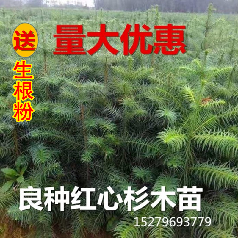 杉木苗杉树红心杉良种速生造林苗