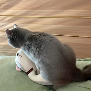 ·猫咪泻火玩具公猫交配玩具自嗨性陪睡宠物伴侣发情期交配玩偶解