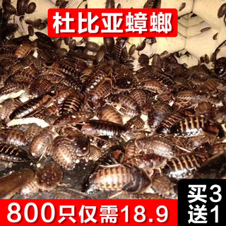 杜比亚蟑螂昆虫爬宠活饵饲料守宫龙鱼蜥蜴鬃狮蜜袋鼯零食食物角蛙