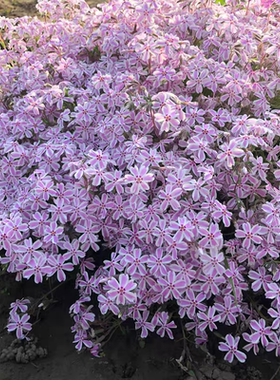 芝樱落新妇欧石竹半边莲花苗盆栽